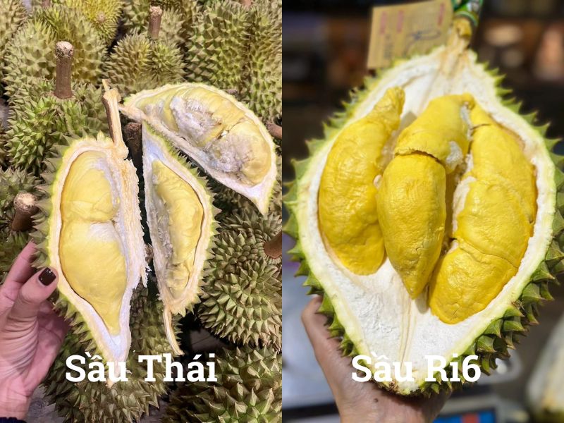 Phân Biệt Sầu Riêng Thái Và Ri6 Loại Nào Ngon Hơn? Mach-Ban-Cach-Phan-Biet-Sau-Thai-Va-Ri6