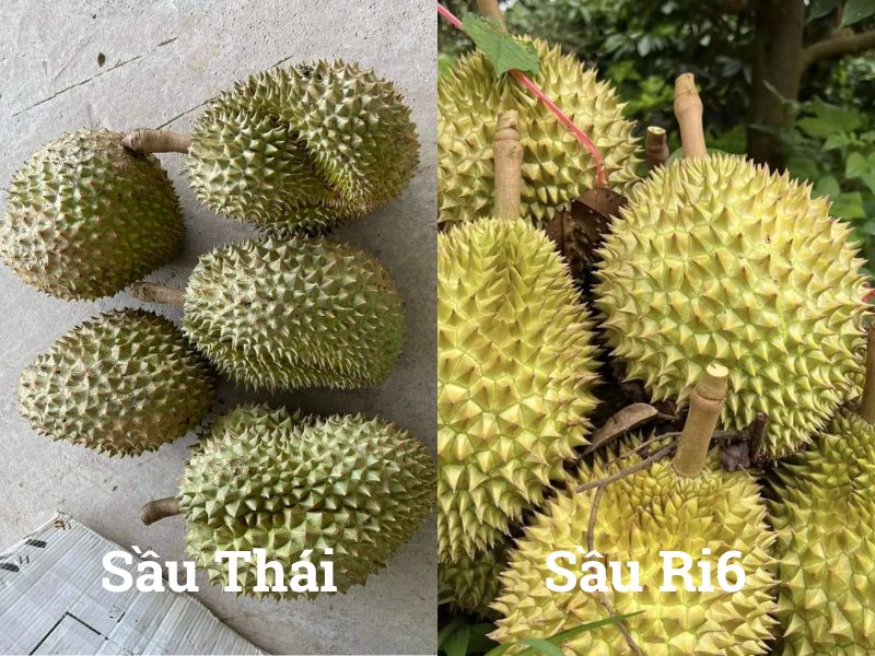 Phân Biệt Sầu Riêng Thái Và Ri6 Loại Nào Ngon Hơn? Meo-Phan-Biet-Sau-Thai-Va-Ri6