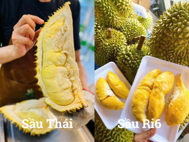 Phân Biệt Sầu Riêng Thái Và Ri6 Loại Nào Ngon Hơn? Xem-Ngay-Cach-Phan-Biet-Sau-Thai-Va-Ri6