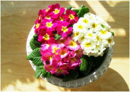 cham-soc-hoa-bao-xuan