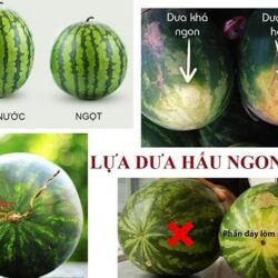 cach chon dua hau ngon