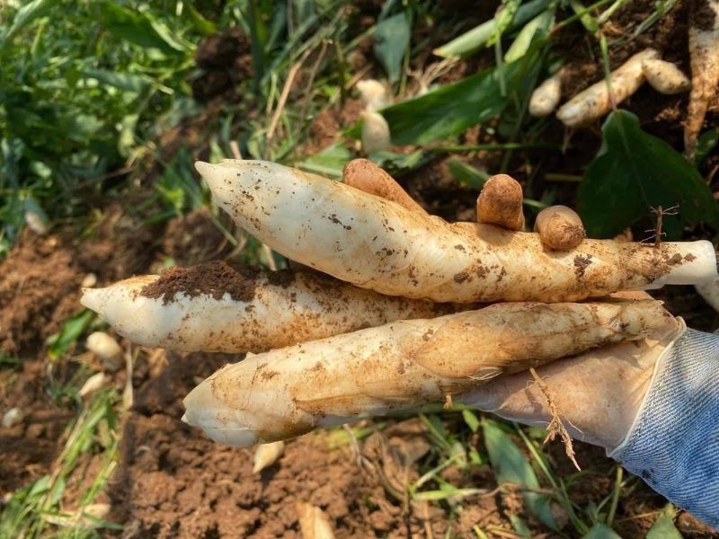 bat-mi-cac-loai-khoai-pho-bien