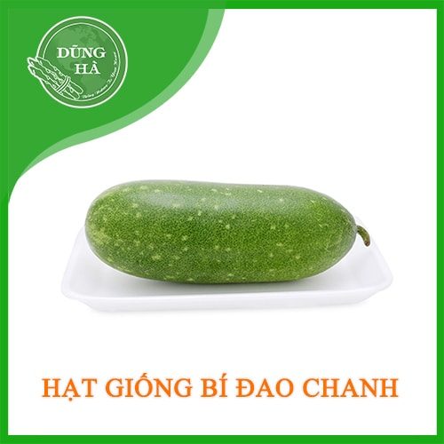 hat giong bi dao chanh