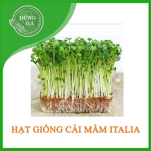 Hạt giống cải mầm Italia