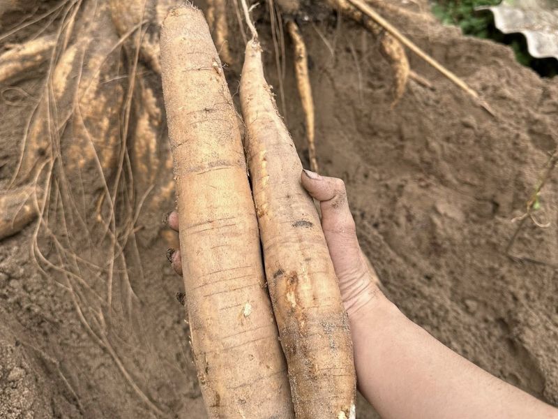 goc-bat-mi-cac-loai-khoai-pho-bien