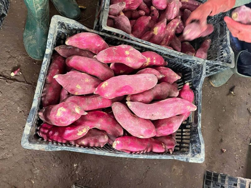 goc-giai-dap-cac-loai-khoai-pho-bien