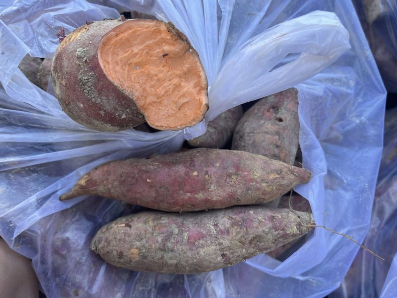 goc-thac-mac-cac-loai-khoai.jpg