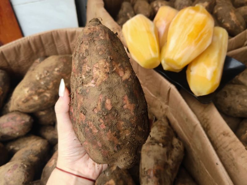 goc-tim-hieu-cac-loai-khoai