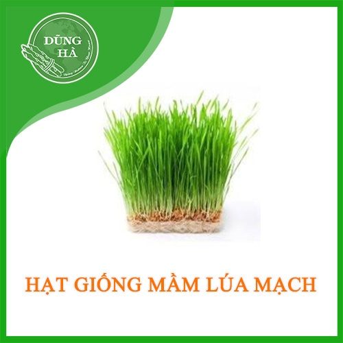 Hạt giống mầm lúa mạch