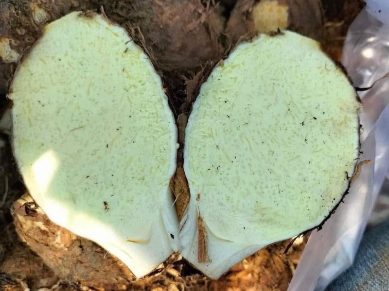 xem-them-cac-loai-khoai-pho-bien