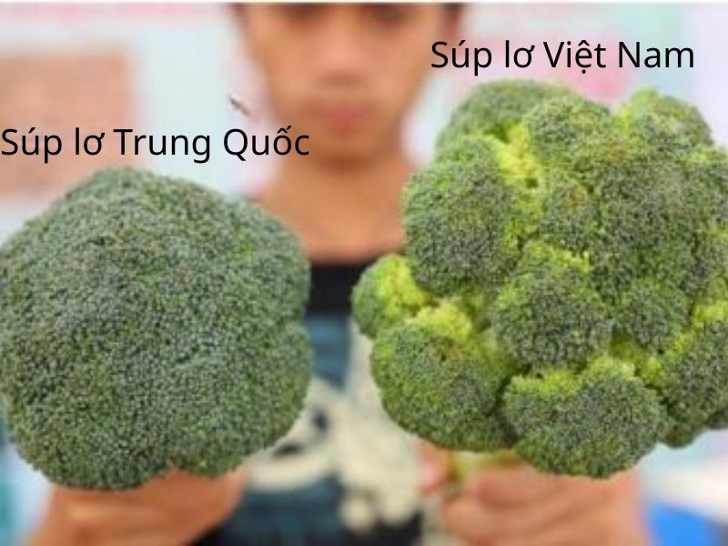to-mo-cach-chon-mua-sup-lo-xanh