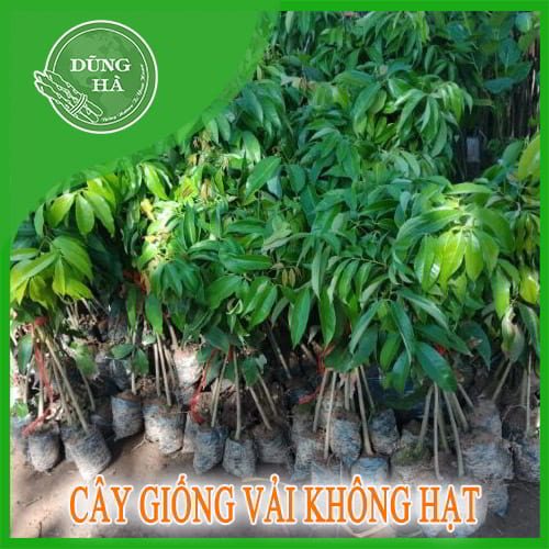 cay giong vai khong hat