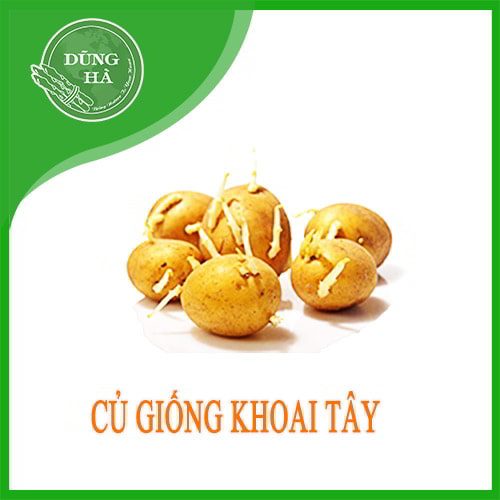 cu-giong-khoai-tay