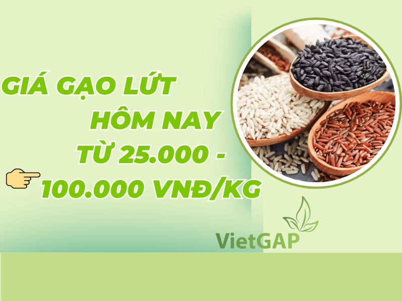 gia-gao-lut-hom-nay-bao-tien