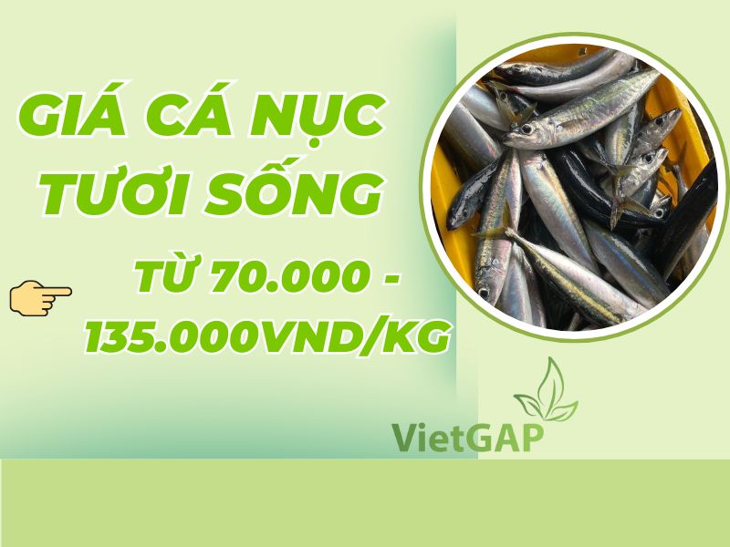 gia-ca-nuc-tuoi-hom-nay