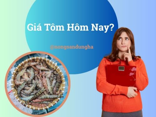 Tom Hom Giá tôm hôm nay bao tiền 1kg? Cập nhật mới nhất 2026