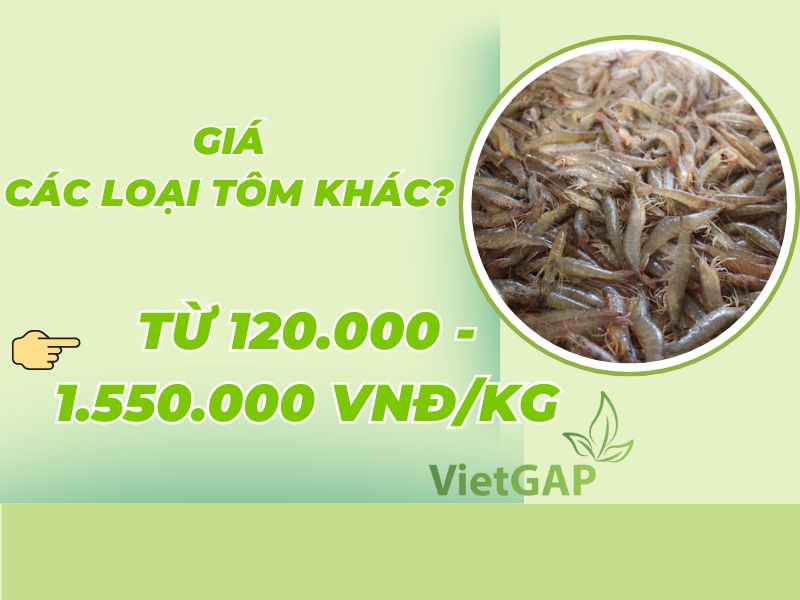 gia-tom-hom-nay-bao-nhieu-tien-1kg
