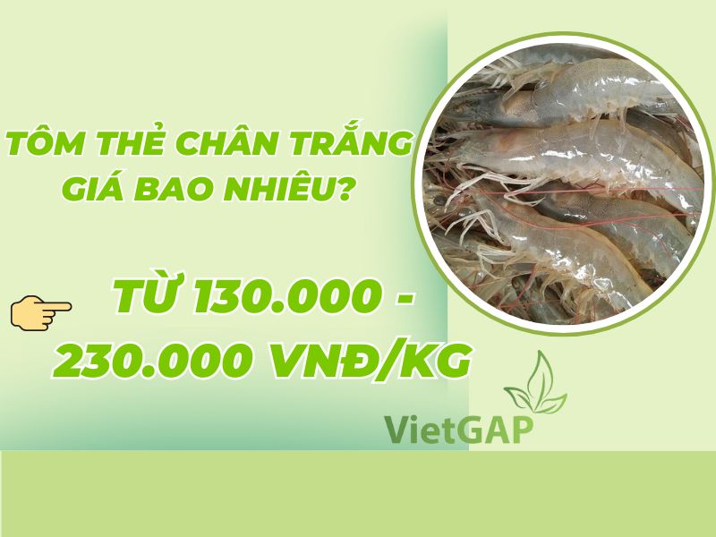 gia-tom-hom-nay-bao-nhieu-tien