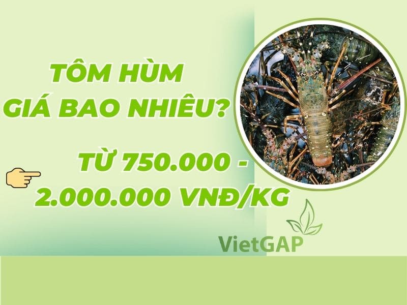 gia-tom-hom-nay-bao-nhieu