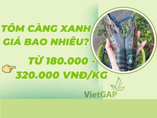 Tom Hom Giá tôm hôm nay bao tiền 1kg? Cập nhật mới nhất 2026