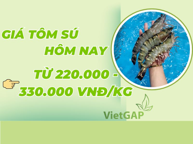 gia-tom-hom-nay-bao-tien