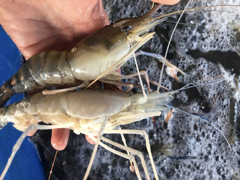 thac-mac-gia-tom-hom-nay-bao-nhieu-tien-1kg