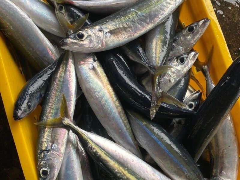 tim-hieu-gia-ca-nuc-hom-nay