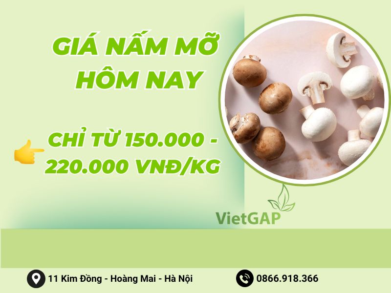 gia-nam-mo-hom-nay