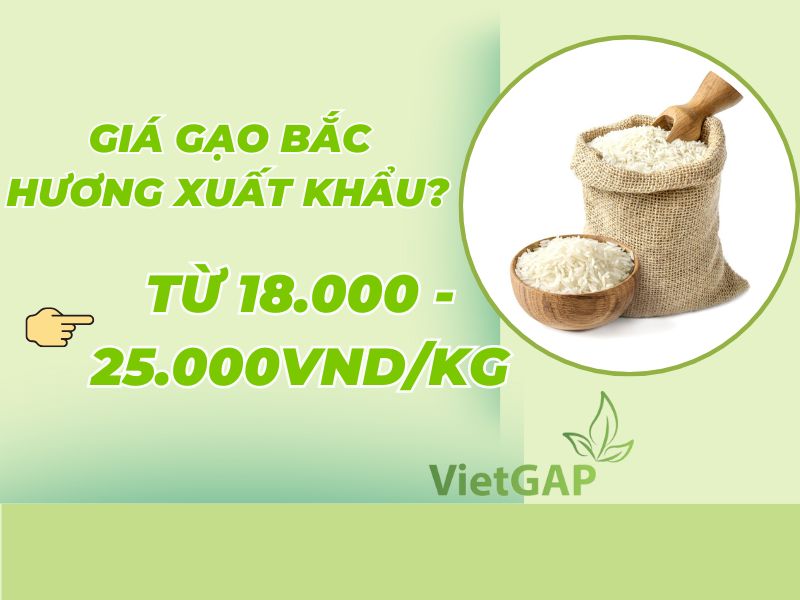 goc-thac-mac-gao-bac-huong-gia-bao-nhieu-1kg-hom-nay