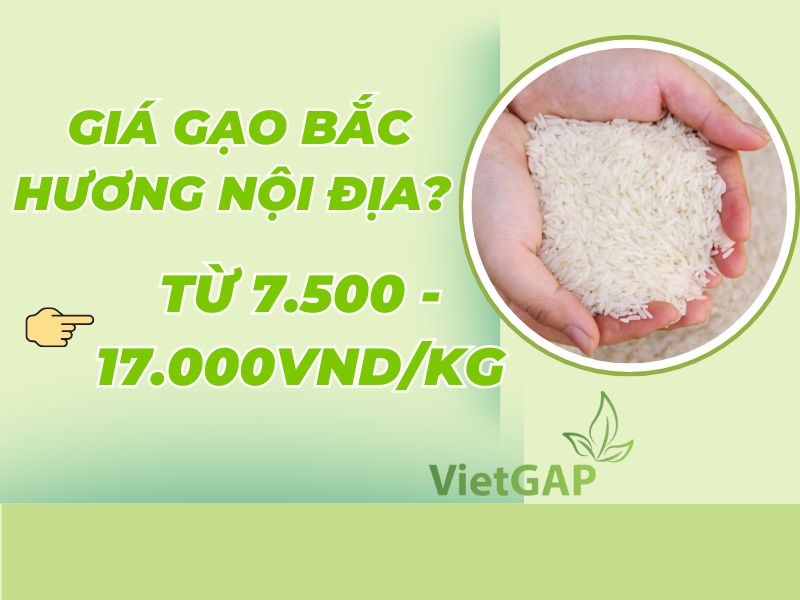 thac-mac-gao-bac-huong-gia-bao-nhieu-1kg-hom-nay
