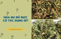 Hoa đu đủ đực có tác dụng gì