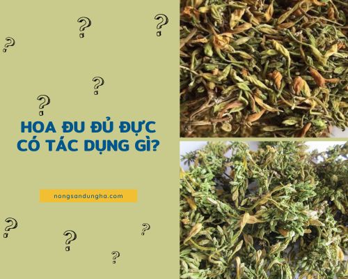 Hoa đu đủ đực có tác dụng gì