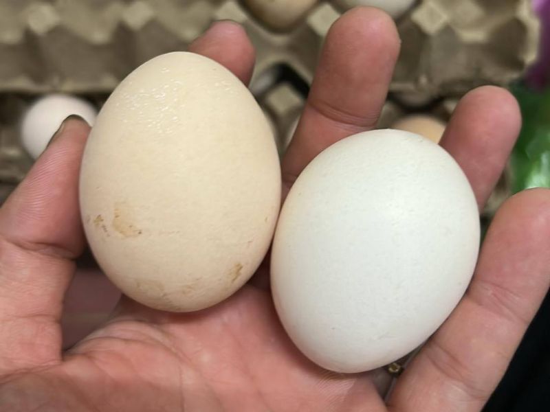 thac-mac-thit-vit-ky-gi