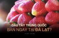 Phân biệt dâu tây Trung Quốc