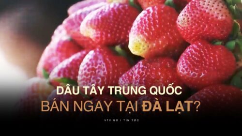 Phân biệt dâu tây Trung Quốc