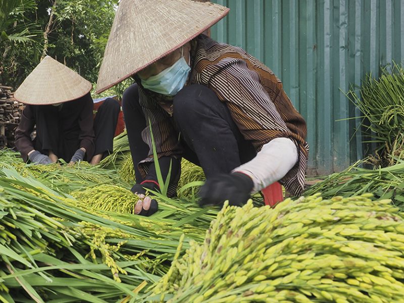 tra-loi-com-duoc-lam-tu-gi