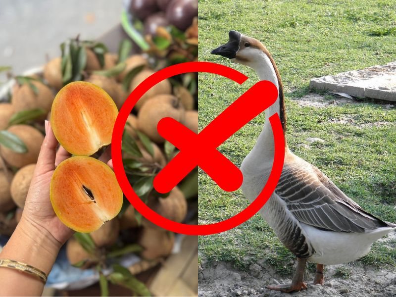 goc-ban-khoan-qua-hong-xiem-ky-voi-gi