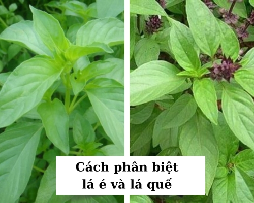 cach-phan-biet-la-e-va-la-que