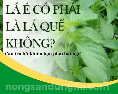 la-e-co-phai-la-que-khong-cau-tra-loi-khien-ban-bat-ngo