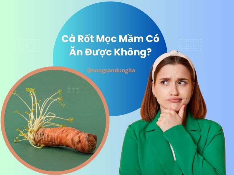 lieu-ca-rot-moc-mam-co-an-duoc-khong
