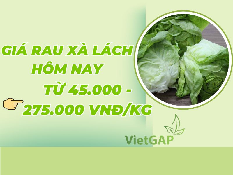 gia-rau-xa-lach-hom-nay-bao-tien-1kg
