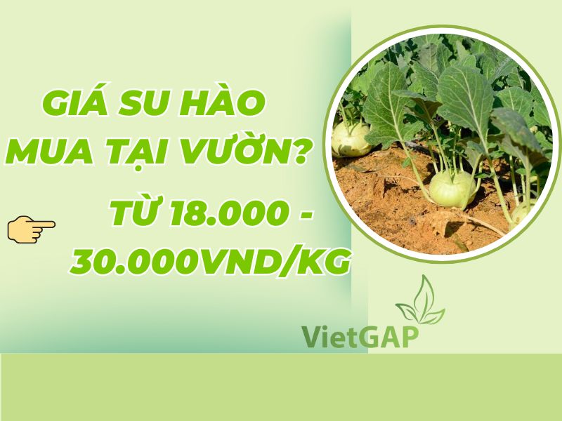 gia-su-hao-thu-mua-tai-vuon-1