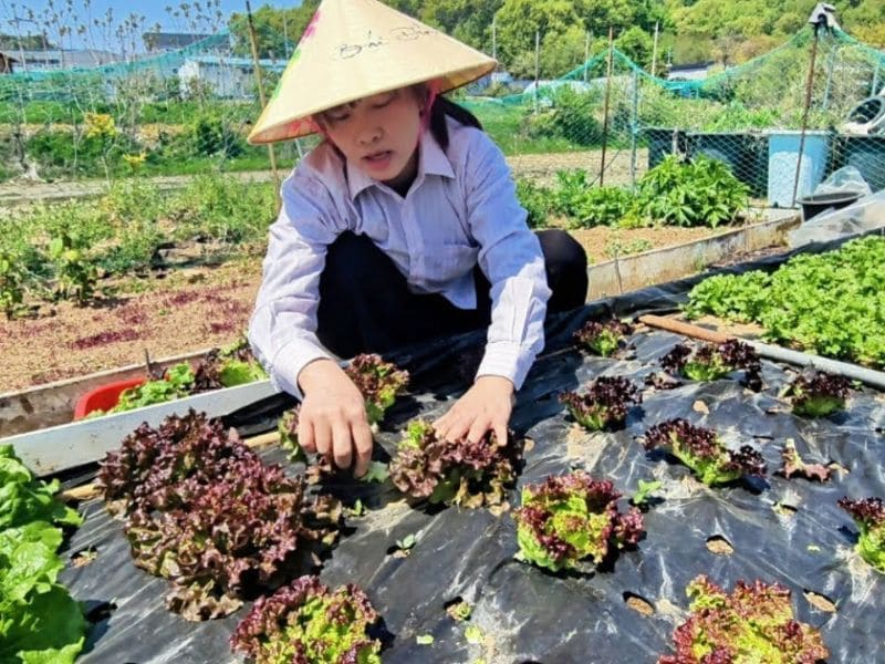 giai-dap-gia-rau-xa-lach-hom-nay-bao-nhieu