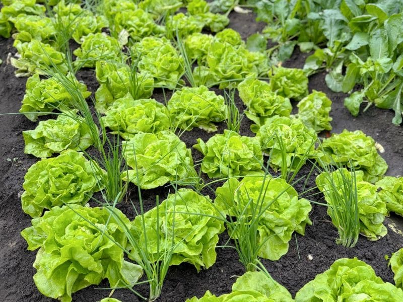 goc-tim-hieu-gia-rau-xa-lach-hom-nay-bao-nhieu