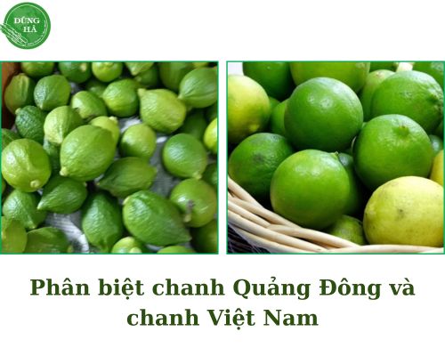 phan-biet-hai-loai-chanh