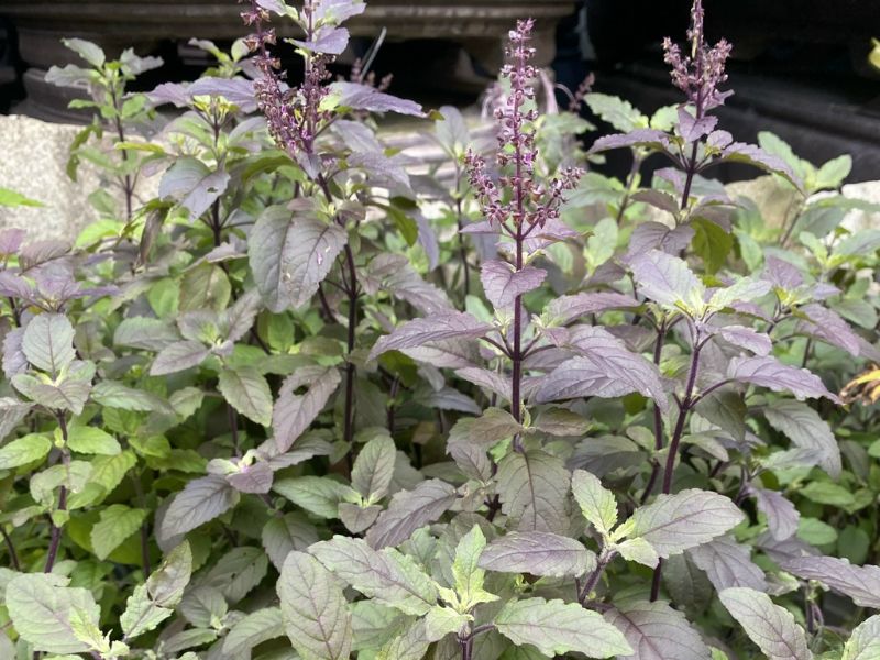 Huong-nhu-con-duoc-goi-la-son-ong-e-rung-mau-duoc-huong-thai.-ten-khoa-hoc-la-Ocimum-gratissimum