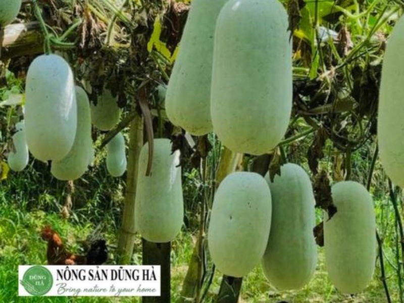 bi-phan-la-gi