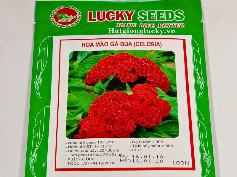 cach-gieo-hat-giong-hoa-mao-ga-bua