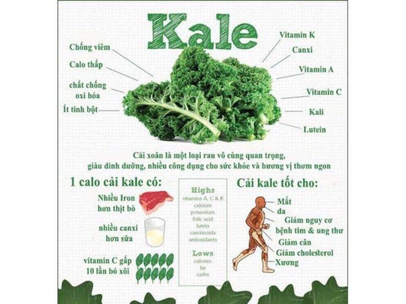 cong-dung-rau-cai-xoan-la-gi
