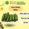dua-chuot-baby-nong-san-dung-ha-chat-luong